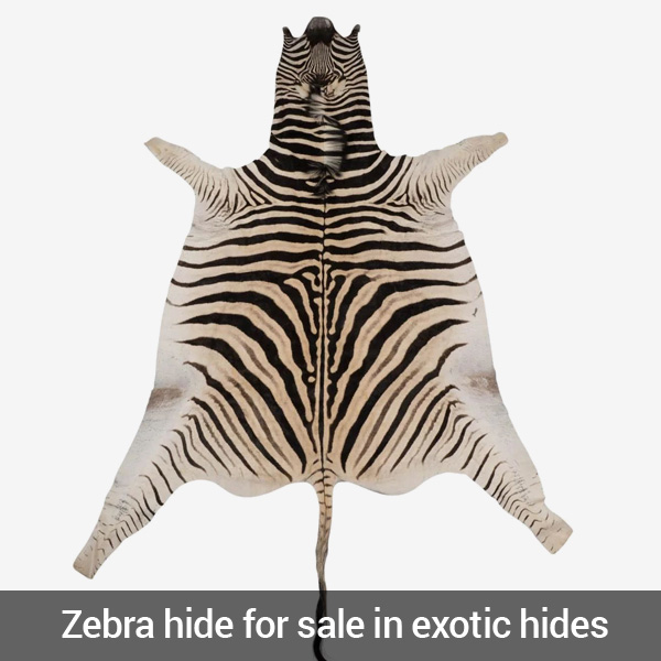 zebra hide for sale in exotic hides